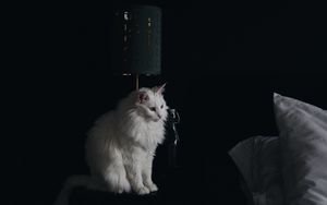 Preview wallpaper cat, lamp, fluffy, white