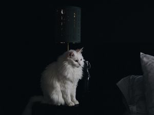 Preview wallpaper cat, lamp, fluffy, white