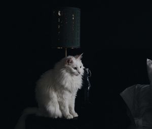 Preview wallpaper cat, lamp, fluffy, white