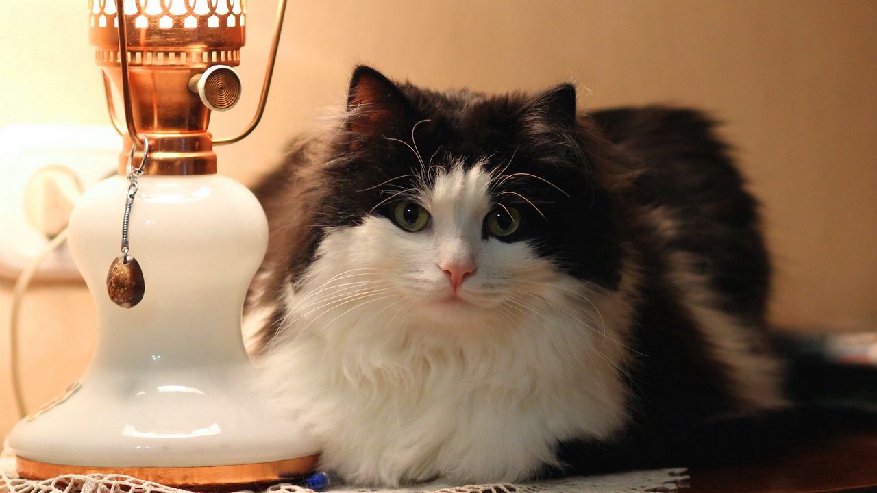 Wallpaper cat, lamp, furry, lying