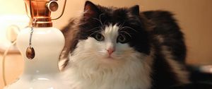 Preview wallpaper cat, lamp, furry, lying