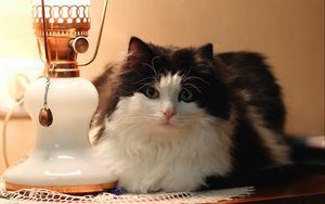 Preview wallpaper cat, lamp, furry, lying