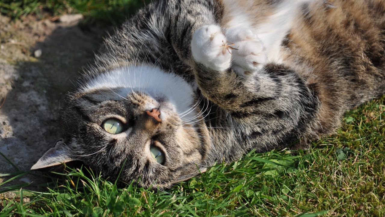 Wallpaper cat, lays, sunlight
