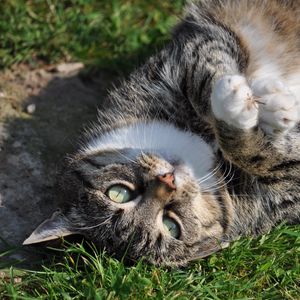 Preview wallpaper cat, lays, sunlight
