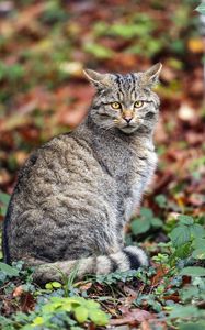 Preview wallpaper cat, leaves, animal, autumn