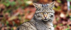Preview wallpaper cat, leaves, animal, autumn