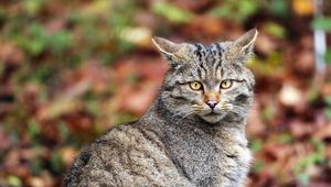 Preview wallpaper cat, leaves, animal, autumn