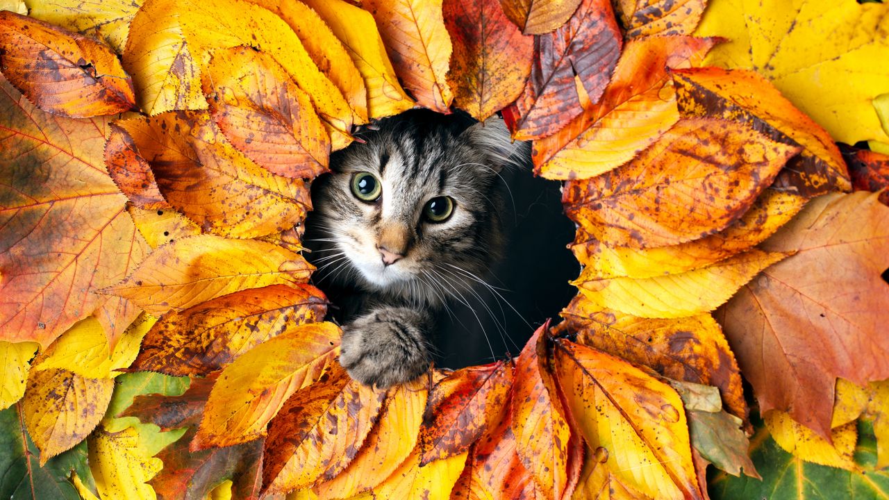 Wallpaper cat, leaves, autumn, pet