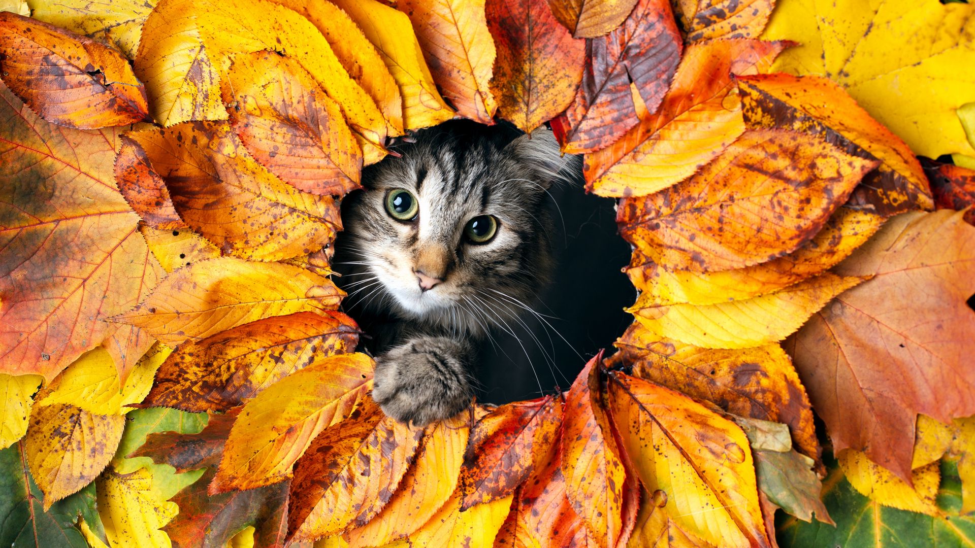 Download wallpaper 1920x1080 cat, leaves, autumn, pet full hd, hdtv