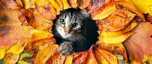 Preview wallpaper cat, leaves, autumn, pet