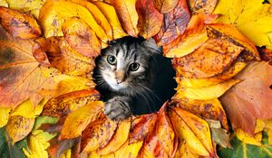 Preview wallpaper cat, leaves, autumn, pet