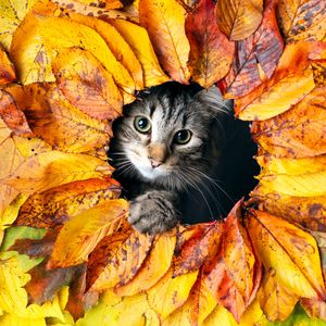 Preview wallpaper cat, leaves, autumn, pet