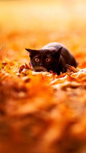 Preview wallpaper cat, leaves, autumn, nature, background, color, bright