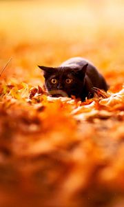 Preview wallpaper cat, leaves, autumn, nature, background, color, bright