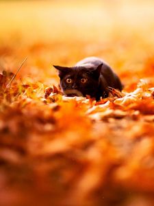 Preview wallpaper cat, leaves, autumn, nature, background, color, bright