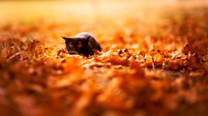 Preview wallpaper cat, leaves, autumn, nature, background, color, bright