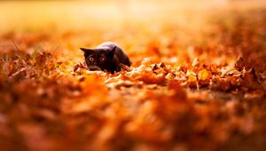 Preview wallpaper cat, leaves, autumn, nature, background, color, bright