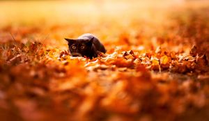 Preview wallpaper cat, leaves, autumn, nature, background, color, bright