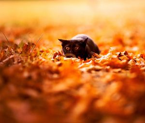 Preview wallpaper cat, leaves, autumn, nature, background, color, bright