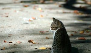 Preview wallpaper cat, leaves, autumn, waiting, striped