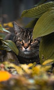 Preview wallpaper cat, leaves, hide, glance, animal