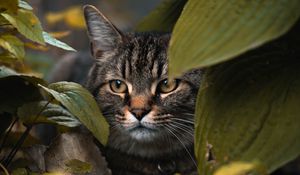 Preview wallpaper cat, leaves, hide, glance, animal