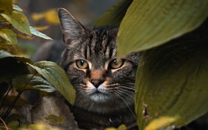 Preview wallpaper cat, leaves, hide, glance, animal