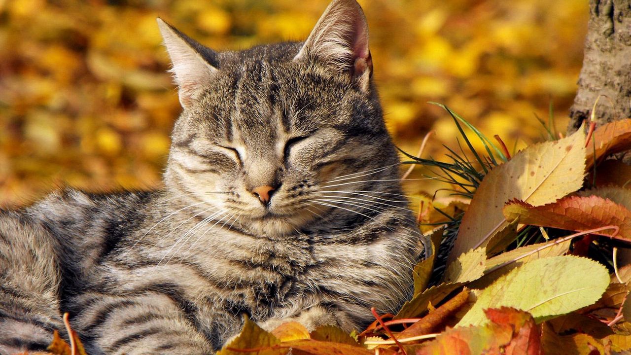 Wallpaper cat, leaves, lie down, rest, striped