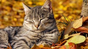 Preview wallpaper cat, leaves, lie down, rest, striped