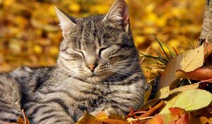 Preview wallpaper cat, leaves, lie down, rest, striped