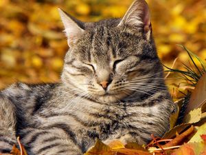 Preview wallpaper cat, leaves, lie down, rest, striped