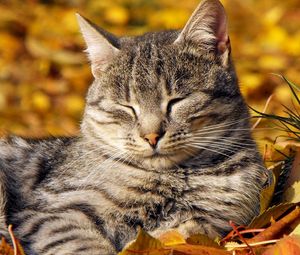 Preview wallpaper cat, leaves, lie down, rest, striped