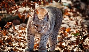 Preview wallpaper cat, leaves, lynx, autumn