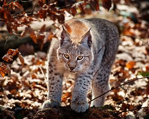 Preview wallpaper cat, leaves, lynx, autumn