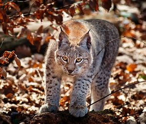 Preview wallpaper cat, leaves, lynx, autumn