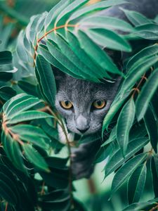 Preview wallpaper cat, leaves, pet, gray