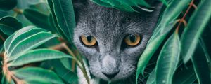 Preview wallpaper cat, leaves, pet, gray
