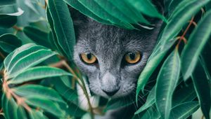 Preview wallpaper cat, leaves, pet, gray