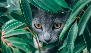 Preview wallpaper cat, leaves, pet, gray