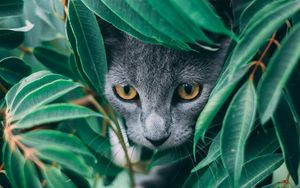 Preview wallpaper cat, leaves, pet, gray