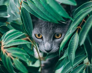 Preview wallpaper cat, leaves, pet, gray