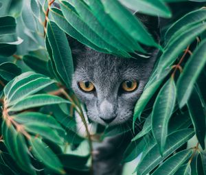 Preview wallpaper cat, leaves, pet, gray