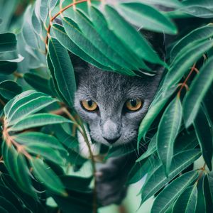 Preview wallpaper cat, leaves, pet, gray