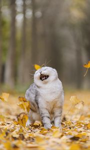 Preview wallpaper cat, leaves, pet, funny, cool