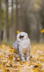 Preview wallpaper cat, leaves, pet, funny, cool