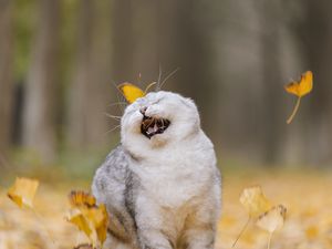 Preview wallpaper cat, leaves, pet, funny, cool