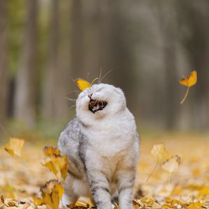 Preview wallpaper cat, leaves, pet, funny, cool