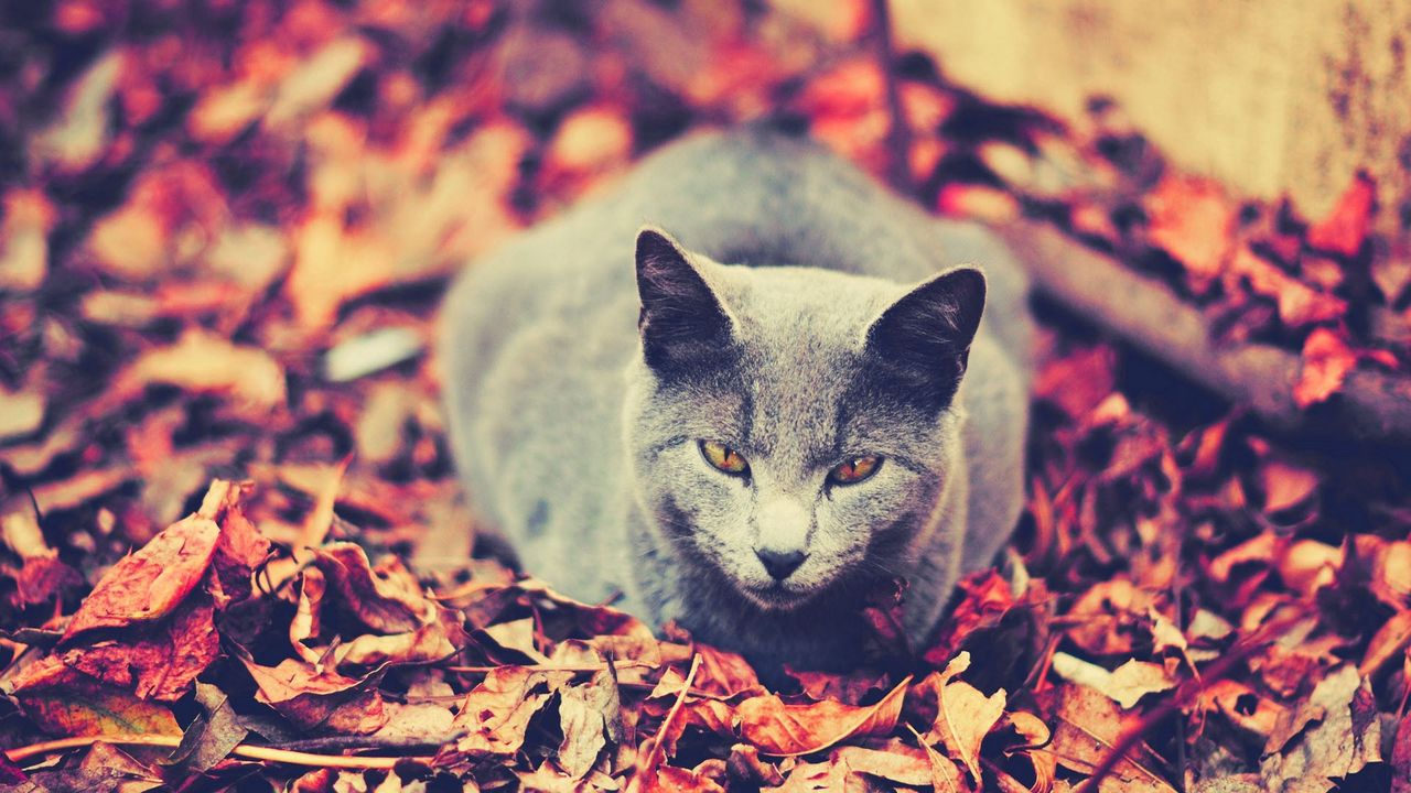 Wallpaper cat, leaves, sit, dark, autumn