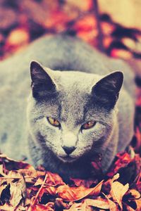 Preview wallpaper cat, leaves, sit, dark, autumn