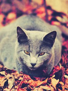 Preview wallpaper cat, leaves, sit, dark, autumn